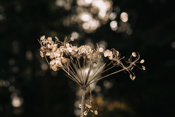 Obraz premium Dry flower on a bokeh background 