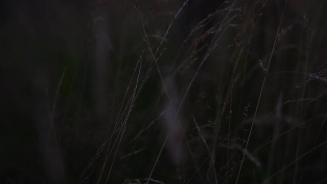 Young man standing in cornfield an looking th the side at dawn. Dark forest in the background. Camera is moving um from corn field to person.
