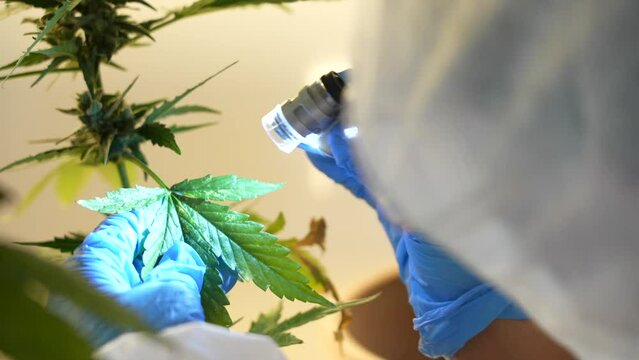 Close up shot of Scientist looking and studying cannabis plant leaves and buds in a laboratory through a microscope lantern. Innovation and investigation of medicinal CBD marihuana 4K.