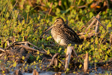 Bécassine des marais,.Gallinago gallinago, Common Snipe