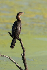 Cormoran africain,.Microcarbo africanus, Reed Cormorant