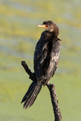 Cormoran africain,.Microcarbo africanus, Reed Cormorant