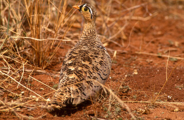 Ganga à face noire,.Pterocles decoratus , Black faced Sandgrouse