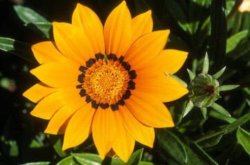 Gazania, gazania splendens