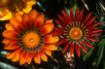 Gazania, gazania splendens
