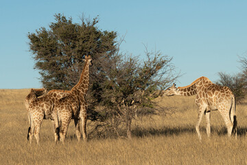 Girafe, Giraffa Camelopardalis, Parc national Kruger, Afrique du Sud