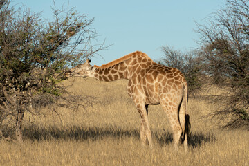 Girafe, Giraffa Camelopardalis, Parc national Kruger, Afrique du Sud