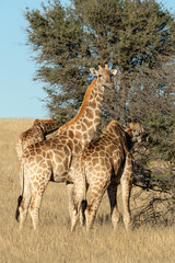 Girafe, Giraffa Camelopardalis, Parc national Kruger, Afrique du Sud