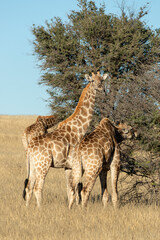 Girafe, Giraffa Camelopardalis, Parc national Kruger, Afrique du Sud