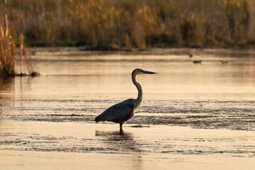 Héron goliath,.Ardea goliath, Goliath Heron