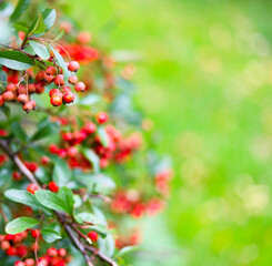 Obraz premium Pyracantha koidzumii on green background