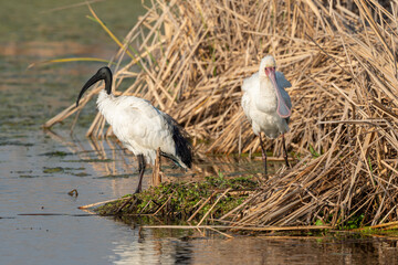 Ibis sacré,.Threskiornis aethiopicus, African Sacred Ibis, Spatule d'Afrique,.Platalea alba, African Spoonbill