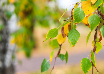 Birch leaves in the park