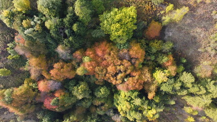 autunno drone alberi colori  - obrazy, fototapety, plakaty