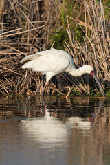 Spatule d'Afrique,.Platalea alba, African Spoonbill