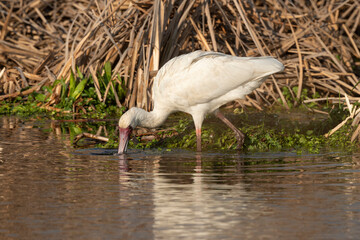 Spatule d'Afrique,.Platalea alba, African Spoonbill