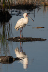 Spatule d'Afrique,.Platalea alba, African Spoonbill