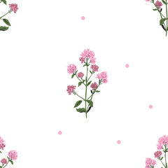 Seamless pattern with pink wild flowers oregano.