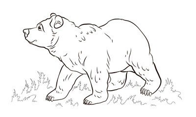 Animals. Black and white image of a big bear, coloring book for children. Vector drawing.