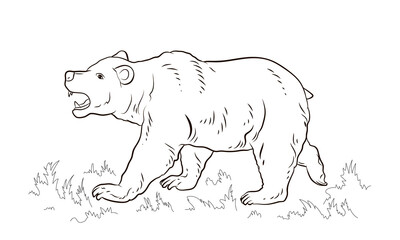 Plakat Animals. Black and white image of a big bear, coloring book for children. Vector drawing.