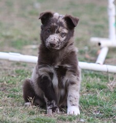 Australian shepherd puppy