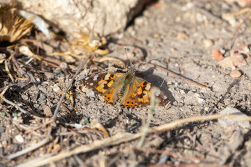 Painted Lady Vanessa Cardui on the ground