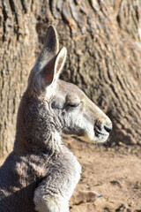Profile of a head of wallaby, pride animal