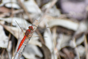Close up, macro photo of a red dragonfly