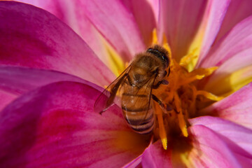 Close up photo of bee in the middle of the pink flower