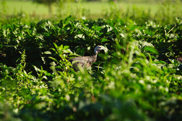 Rustic Agriculture Photography of a Wild Turkey Hen Walking in the Morning Sun Through a Crop Field