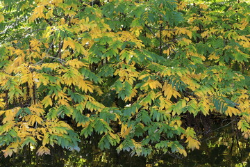 Caucasian Wingnut Tree with Green and Yellow Autumn Foliage Close Up