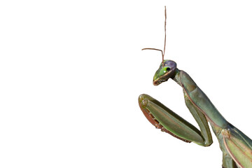 Mantis religiosa - Praying Mantis - Mante religieuse