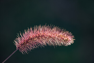 Close up of the seeds of Setaria viridis growing in the field