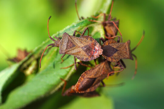 The Western Conifer Seed Bug (Leptoglossus Occidentalis).  Alien And Invasive Insect In Europe. Still Inhabiting New Areas.