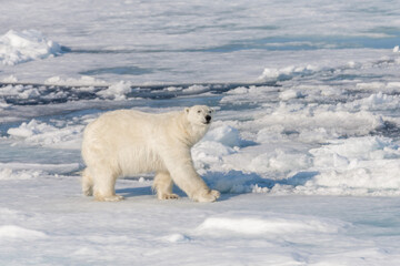 Polar bear (Ursus maritimus) going on the pack ice north of Spitsbergen Island, Svalbard © Alexey Seafarer