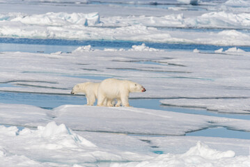 Wild polar bear (Ursus maritimus) mother and two young cubs on the pack ice, north of Svalbard Arctic Norway