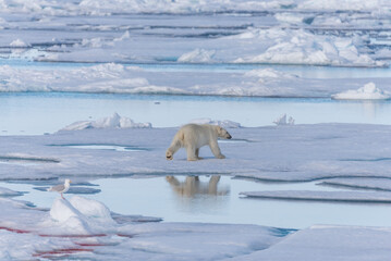 Two wild polar bears going on the pack ice north of Spitsbergen Island, Svalbard