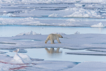 Two wild polar bears going on the pack ice north of Spitsbergen Island, Svalbard © Alexey Seafarer