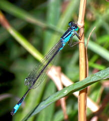 Dragonfly on a Plant in the Field