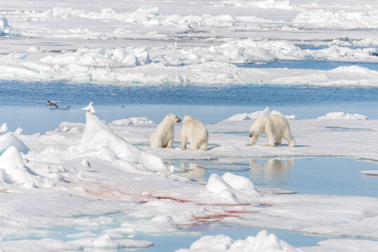 Wild polar bear (Ursus maritimus) mother and two young cubs on the pack ice, north of Svalbard Arctic Norway