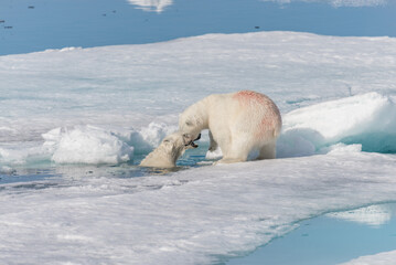 Two young wild polar bear cubs playing on pack ice in Arctic sea, north of Svalbard © Alexey Seafarer