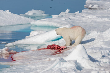 Two wild polar bears eating killed seal on the pack ice north of Spitsbergen Island, Svalbard © Alexey Seafarer