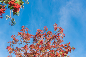 Colorful red and green leaves of Rowan tree or mountain ash with load of red berries fruits under cloud blue sky in Anchorage, Alaska