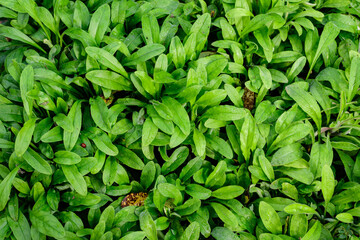 Fototapeta na wymiar Texture with many fresh vivid green leaves in an autumn garden, beautiful outdoor monochrome background.