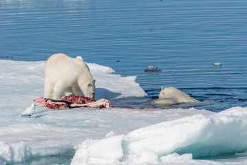 Two wild polar bears eating killed seal on the pack ice north of Spitsbergen Island, Svalbard