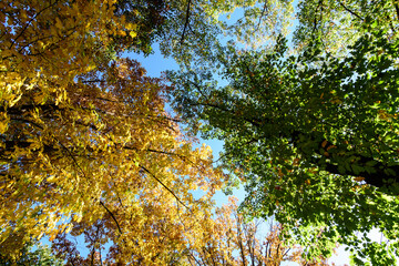Vivid orange, yellow and brown leaves of oak tree towards clear blue sky in a garden during a sunny autumn day, beautiful outdoor background photographed with soft focus.