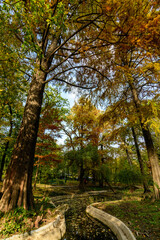 Landscape with many large green, yellow, orange and red old bald cypress trees near the lake in a sunny autumn day in Parcul Carol (Carol Park) in Bucharest, Romania .