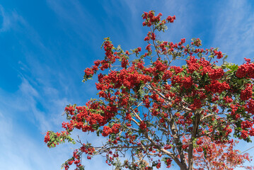 Bountiful Rowan tree or mountain ash with load of red berries and green leaves under sunny cloud blue sky in Anchorage, Alaska
