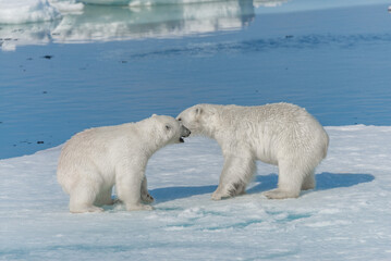 Two young wild polar bear cubs playing on pack ice in Arctic sea, north of Svalbard