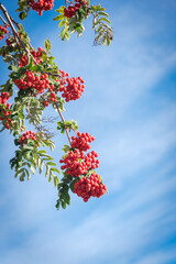 Fototapeta premium Close up Rowan tree or mountain ash branch with green leaves and abundant of red berries under cloud blue sky in Anchorage, Alaska